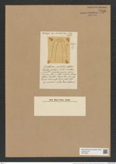 Chaetoceros curvatus Castr. (de-Toni-Nr.: Genus 149, Species 4143) Zeichnungen Sammlung Grunow Nr. 7700 (NHMW-BOT-W0376903)
